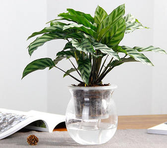 宁波镇海盆景租摆专业，给空间增添生机！